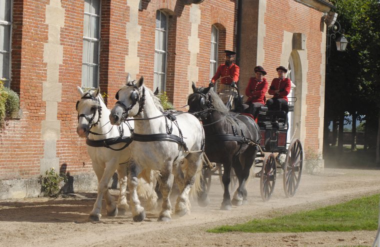 Attelage-4-Percherons du Haras du Pin-bd