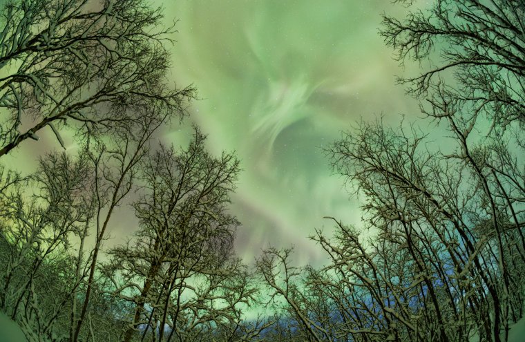 Aurores (1)