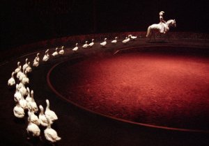 Exposotion Zingaro au Pin-au-Haras