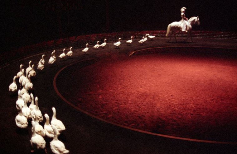 Exposotion Zingaro au Pin-au-Haras