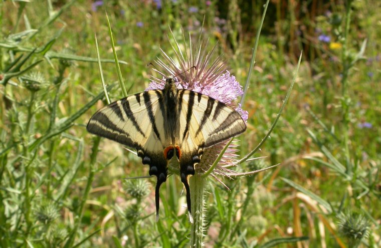 Iphiclides_podalirius (1)