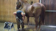 Visite de la maréchalerie - Haras du Pin